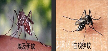 埃及伊蚊，白紋伊蚊