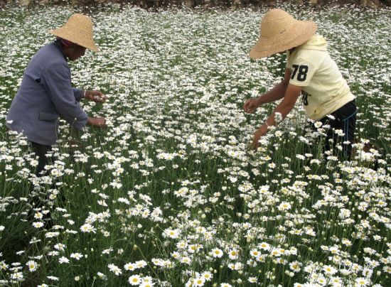 除蟲菊
